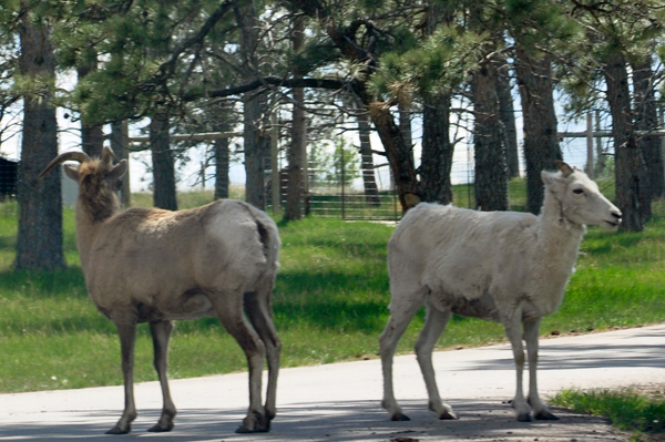 Rocky Mountain Goats at Bear Country USA